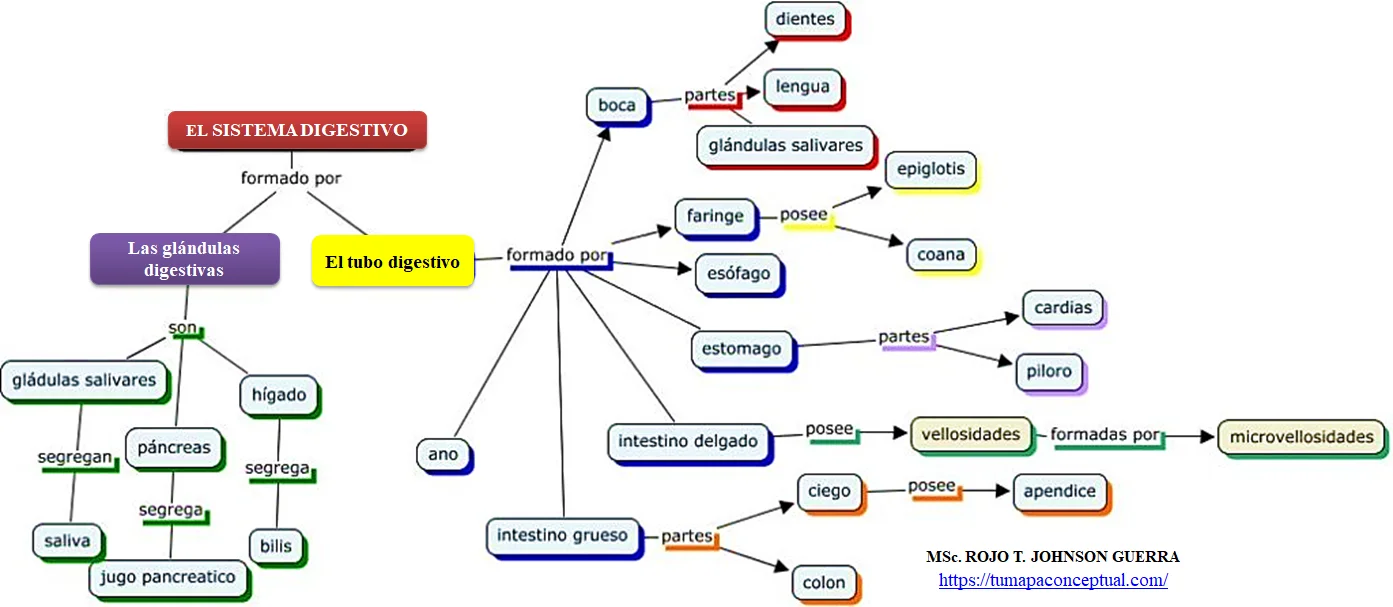 Elabora Un Mapa Conceptual Del Sistema Digestivo Por Favor Brainlylat