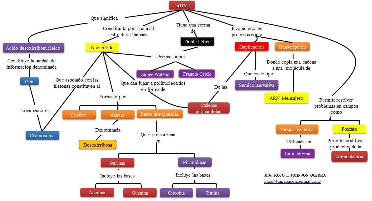 Mapa Conceptual De La Estructura Del Adn