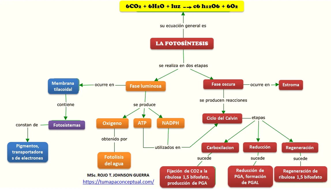 MAPA CONCEPTUAL DE LA FOTOSÍNTESIS